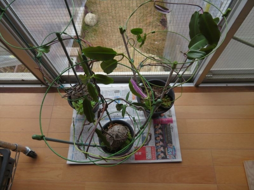 ペトペンチア ナタレンシス（Petpentia natarensis)、防寒作業で室内暖房部屋に取り込みしてから3週間経過しています。新葉が生えてきました♪2022.01.