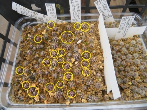 エキノケレウス 美花角×桃太郎混合、自家採取種子実生苗（2020.07.20)、２年６ヶ月経過姿。昨年１０月は緑でしたが、紫色苗になりちづんでいる感じです。2022.01.13