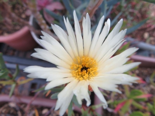 松葉菊クリーム白花、真冬ですがビニールハウス内で一輪だけ開花しています。2022.01.19