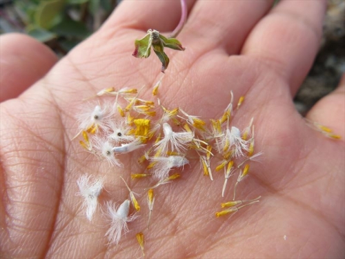 オトンナ トリブリネルビア（Othonna triplinervia）♀、今年も種子が採れ始めました♪一輪に４粒しか種子が採れないようです。2022.01.22
