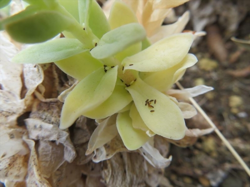 オロスタキス 大型岩レンゲ（Orostachys melacophylla v. iwarenge)まだ小さい冬芽がたくさん残っています。その上にこぼれ種がいっぱい～2022.01.28