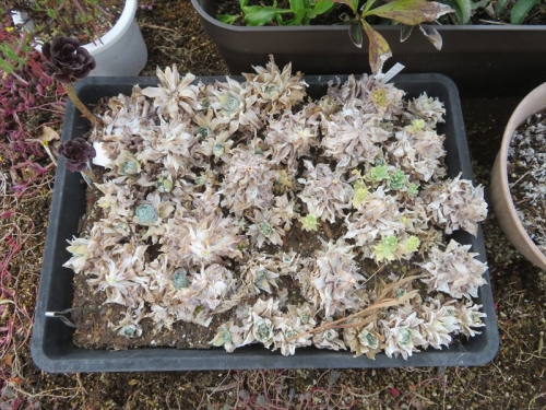 オロスタキス 大型岩レンゲ（Orostachys melacophylla v. iwarenge)花柄種鞘を全て採取した後姿、冬芽がたくさんまだあります♪2022.01.28