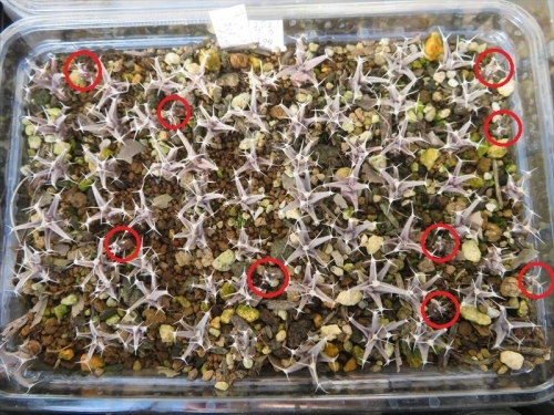 レウクテンベルギア 晃山(Leuchtenbergia principis)2017年の自家採取種子を2020.09.22実生、1年4ヶ月経過姿♪2022.02.02