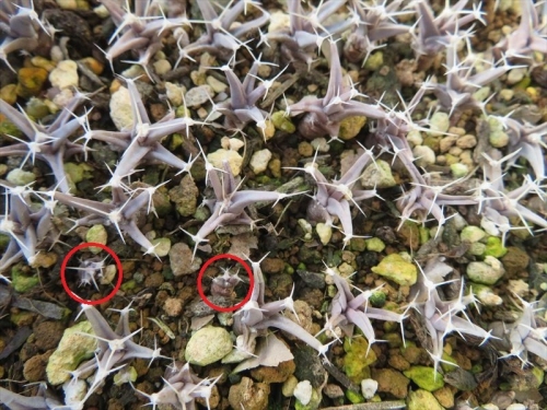 レウクテンベルギア 晃山(Leuchtenbergia principis)、2020.09.22実生、1年4ヶ月経過姿の中にまだかなり小さい苗が見えます。2022.02.02