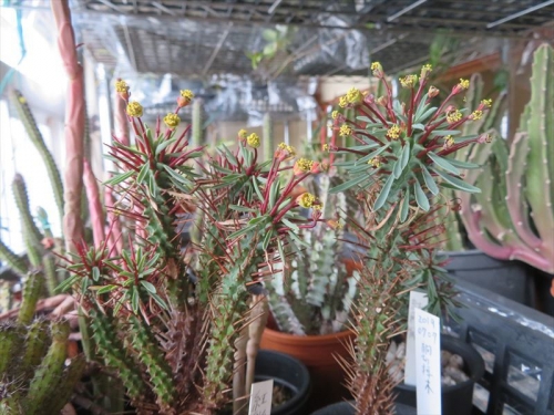 ユーフォルビア 紅彩ロリカ（Euphorbia　loricata×enopla)雄花が満開♪室内たまに暖房部屋、縁側、日当たる窓際。2022.02.13
