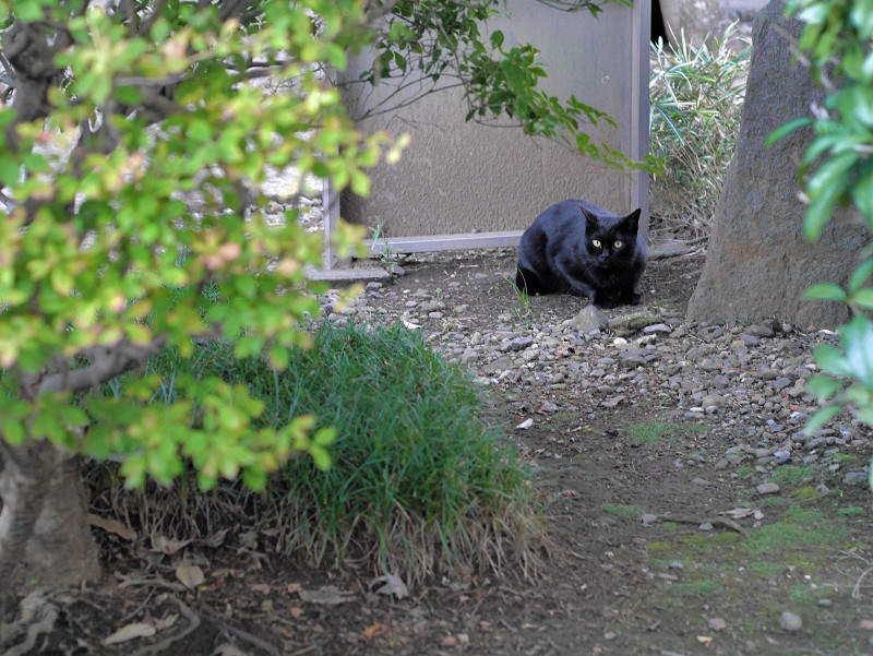 土の上の黒猫1