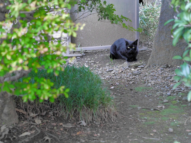 土の上の黒猫2
