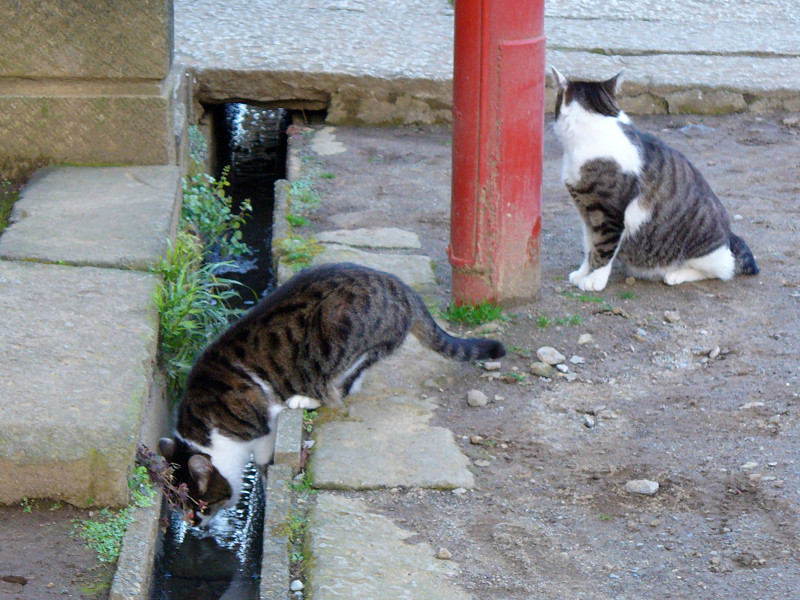 水を飲む猫と向こうを向いてる猫