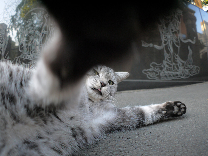 カメラのレンズに興奮するサバトラ猫1