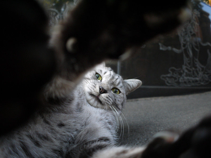 カメラのレンズに興奮するサバトラ猫2