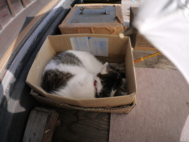 箱の中で寝ていたキジ白猫1
