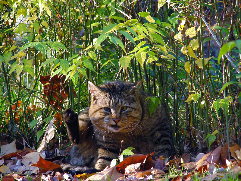 草むらで毛づくろい中のキジトラ猫2