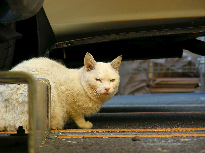駐車場の白猫3