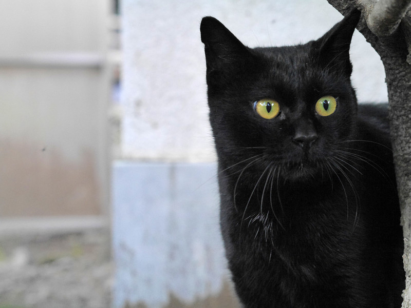 凝視する黒猫1