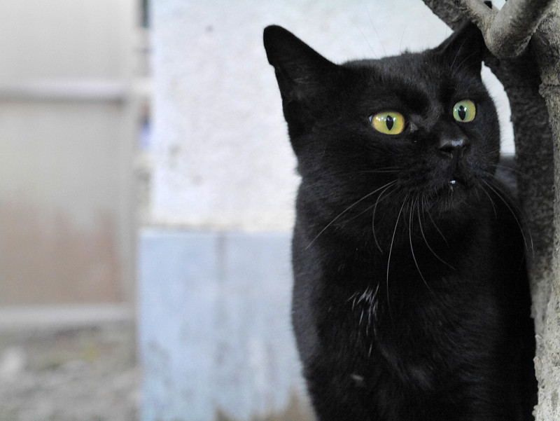 凝視する黒猫2