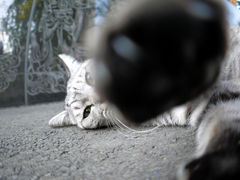 カメラのレンズに夢中なサバトラ猫3