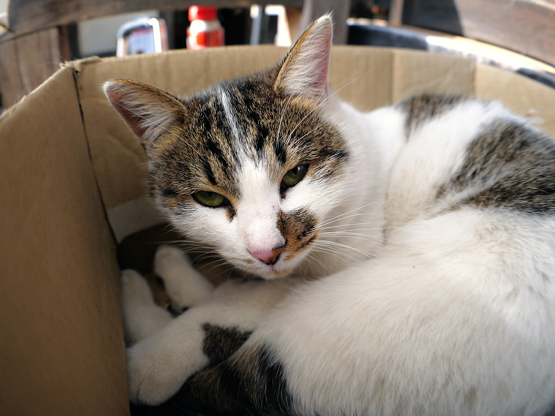 箱の中で目覚めたキジ白猫1