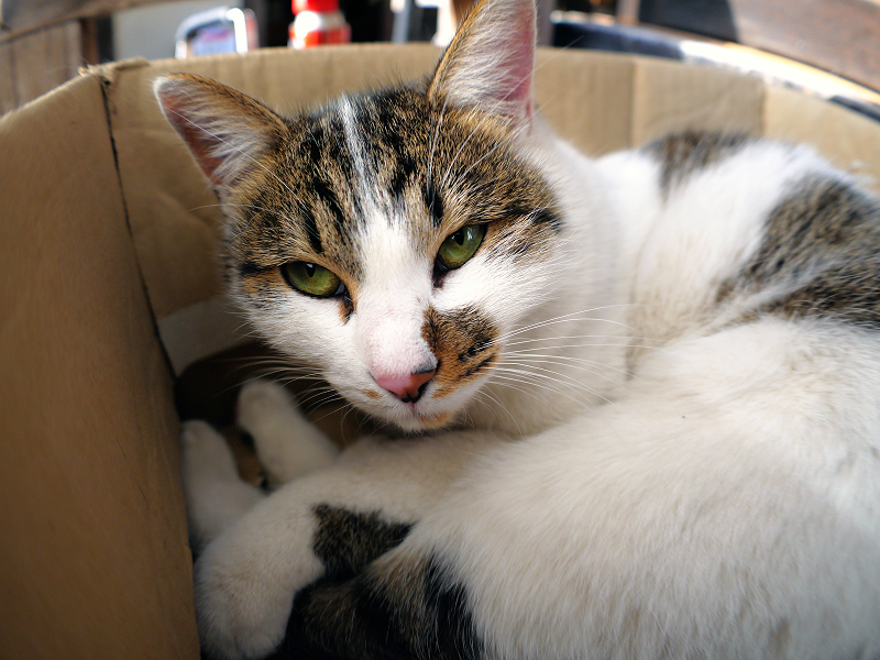 箱の中で目覚めたキジ白猫2