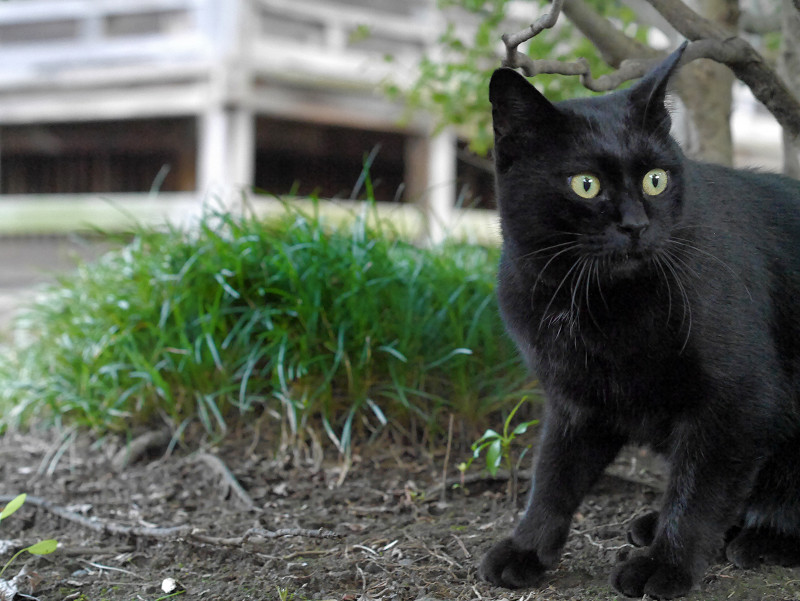 睨む黒猫1