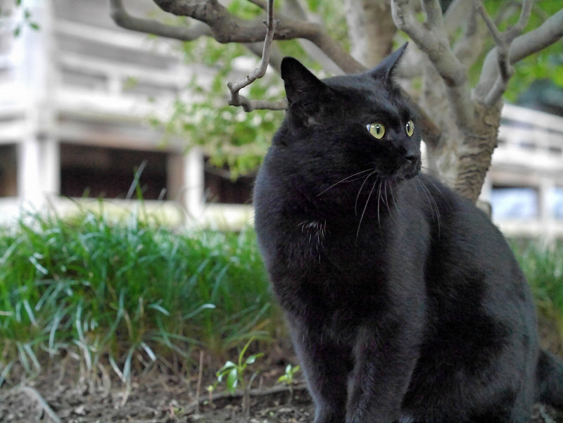睨む黒猫2