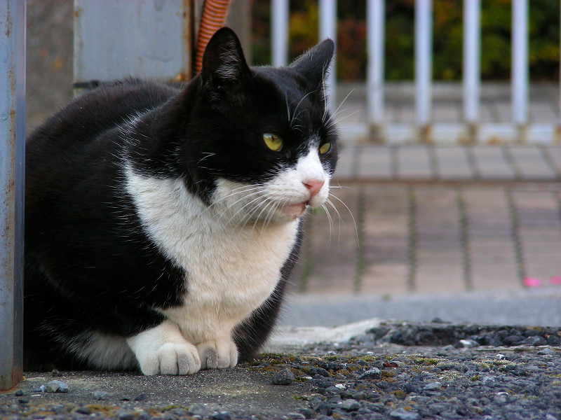 睨む黒白猫『メヤニー』2