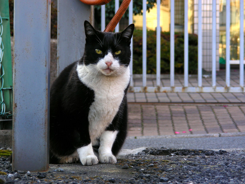 睨む黒白猫『メヤニー』3