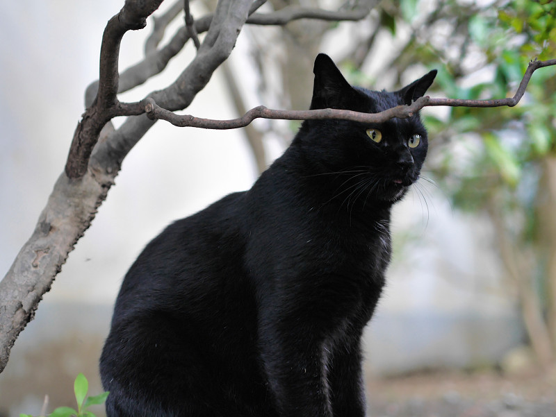 植え込みの黒猫1
