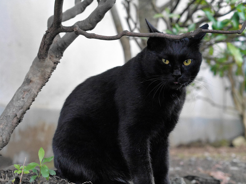 植え込みの黒猫2