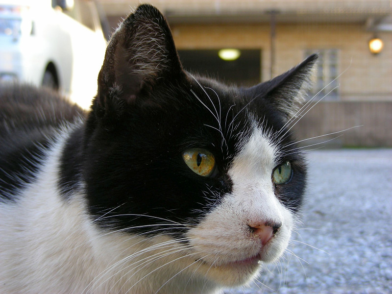 目の前の黒白猫