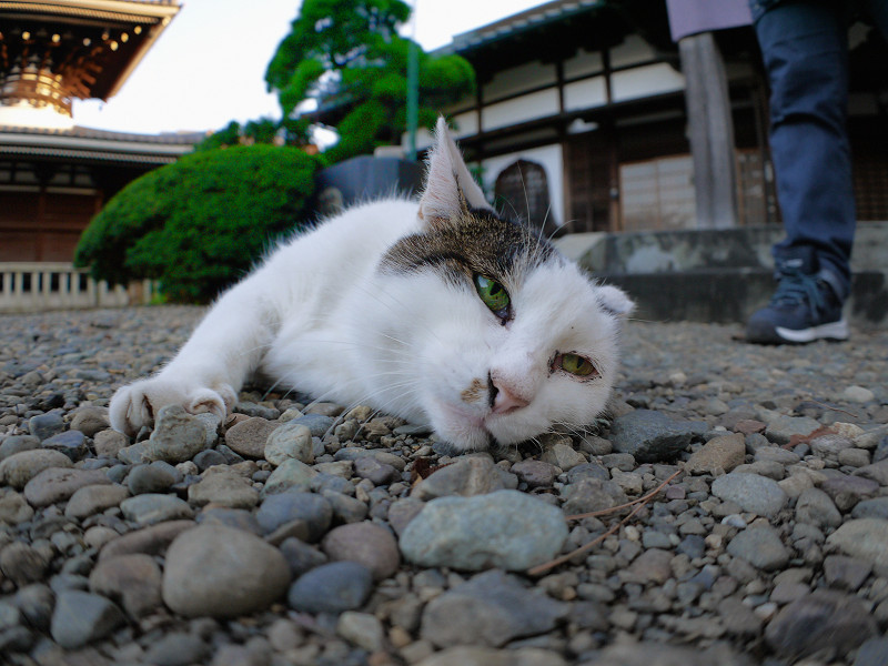 砂利の上で寝てる白キジ猫1