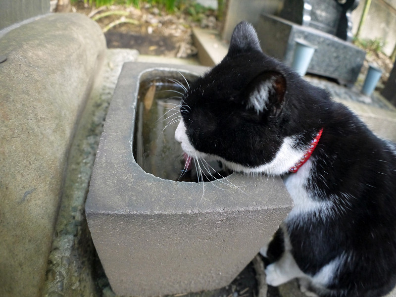 水を飲む黒白猫3