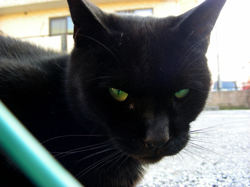 目の前の黒猫