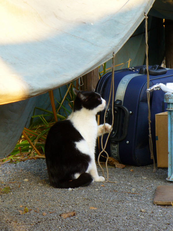 テントから下がる紐と黒白猫1