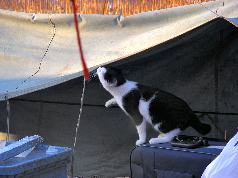 テントから下がる紐と黒白猫3