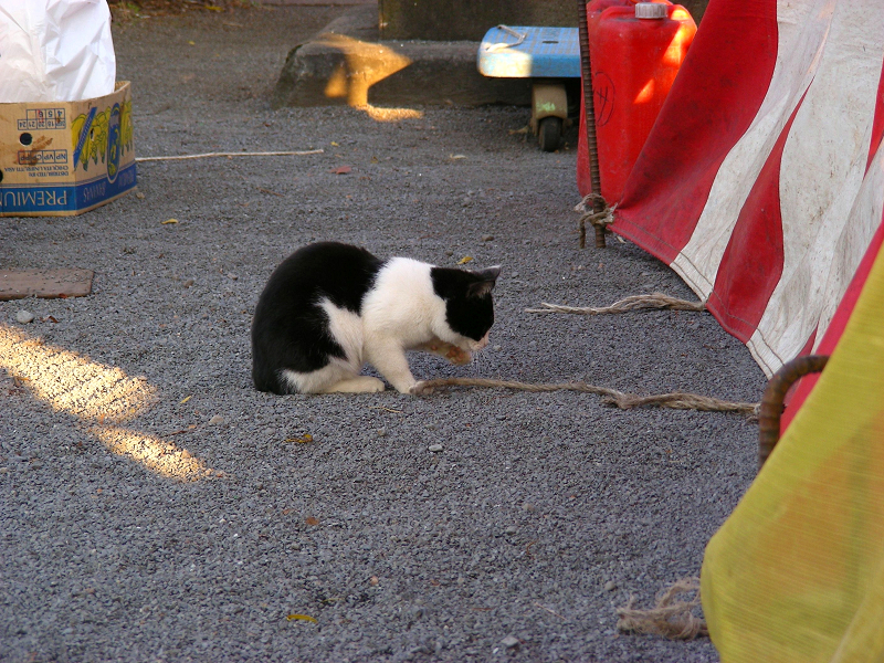 ロープに夢中な黒白猫1