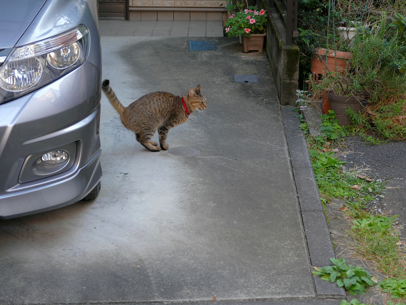駐車場のキジトラ猫1