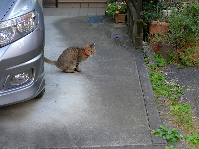駐車場のキジトラ猫2
