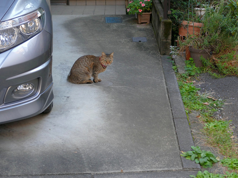 駐車場のキジトラ猫3