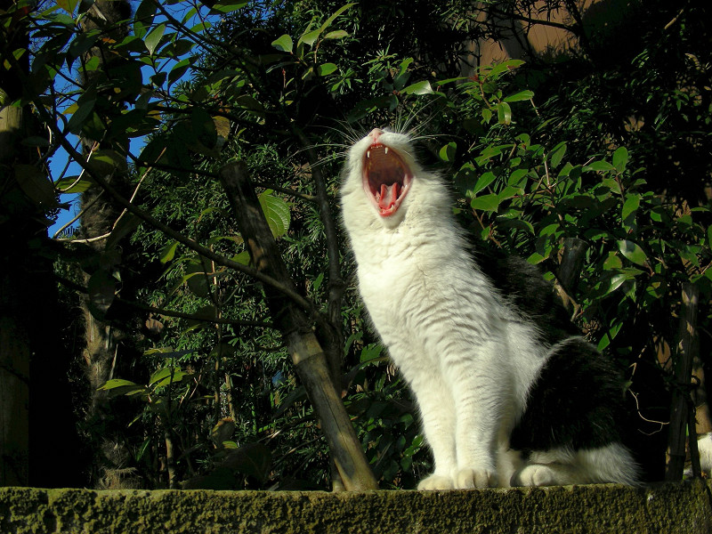 大あくびする黒白猫