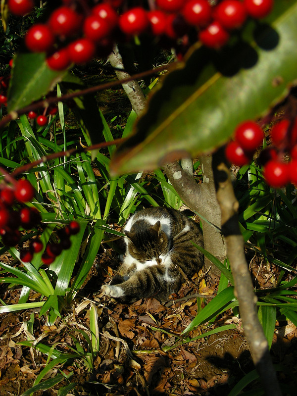 赤い木の実とキジ白猫1