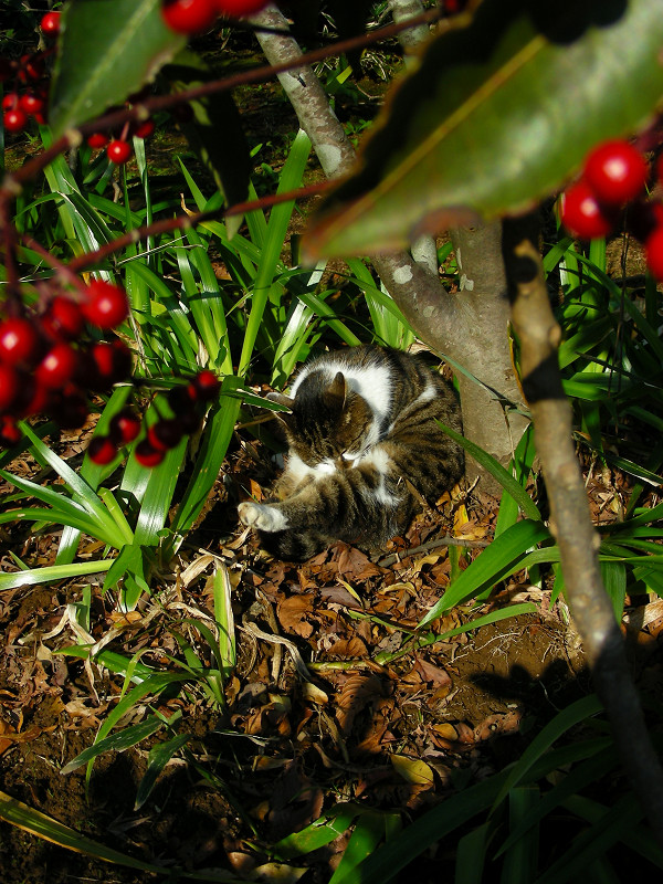 赤い木の実とキジ白猫2