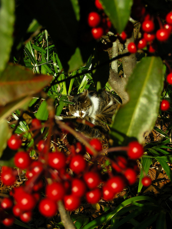 赤い木の実とキジ白猫4
