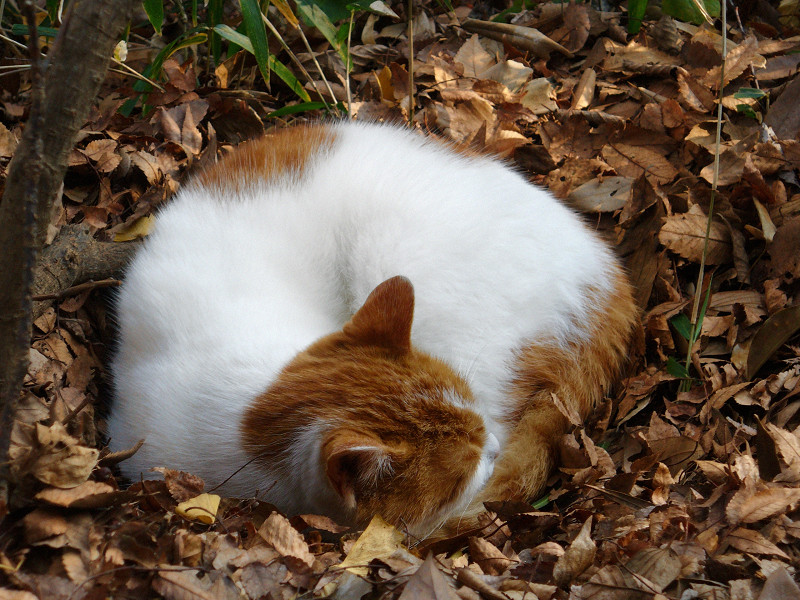 落ち葉と茶白猫2