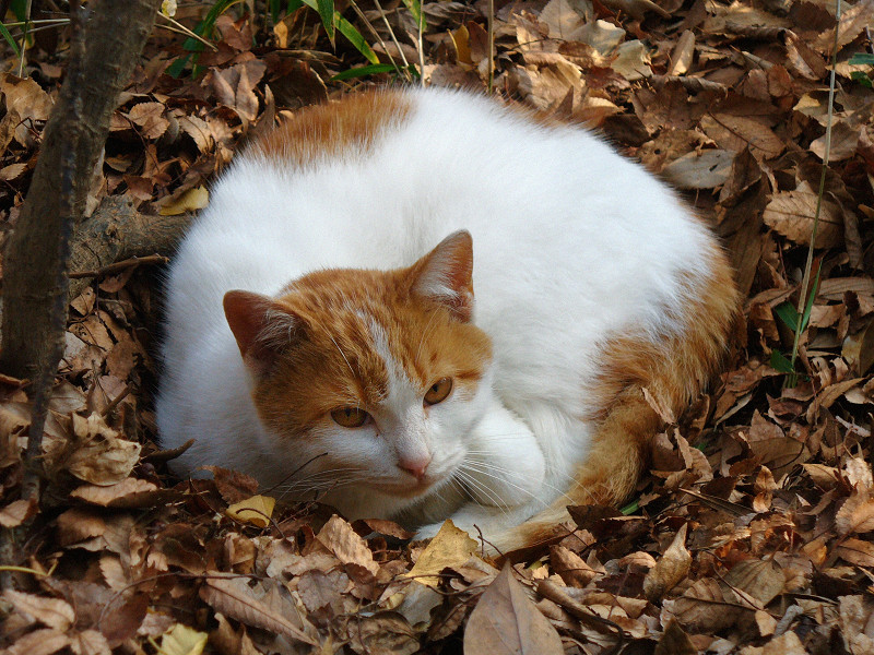 落ち葉と茶白猫3