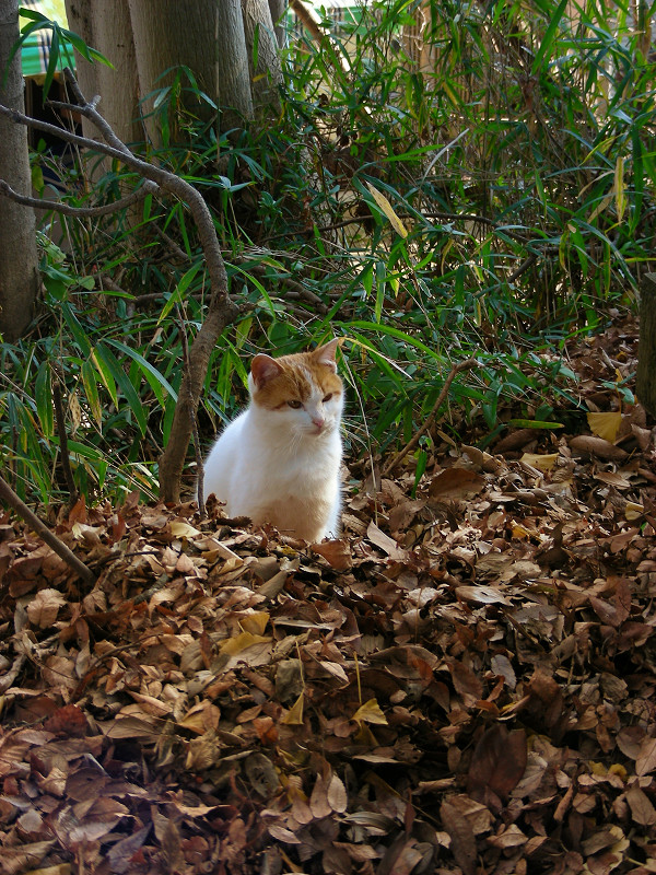 落ち葉の中に座る白茶猫1