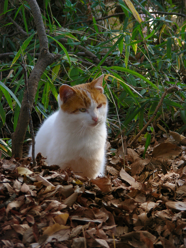 落ち葉の中に座る白茶猫2
