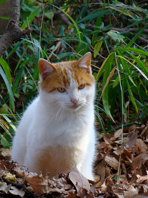 落ち葉の中に座る白茶猫3