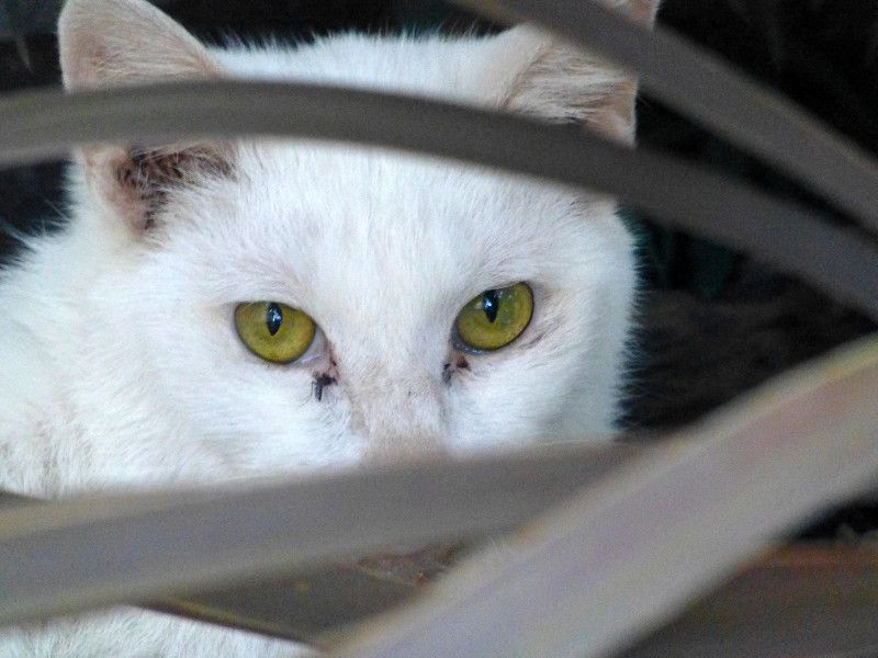 金目の白猫