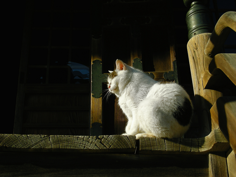 お堂前の白キジ猫2