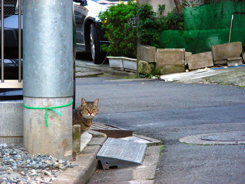 交差点のキジトラ猫